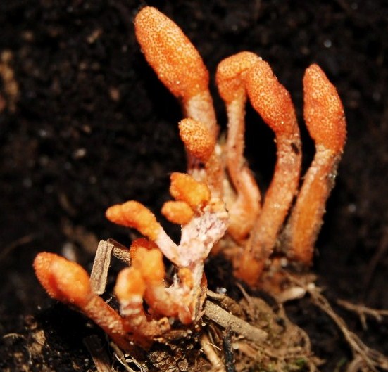 Cordyceps militaris